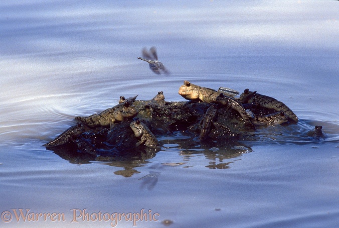 Mudskipper (Periophthalmus barbarus) Gathering on a rock as the tide rises