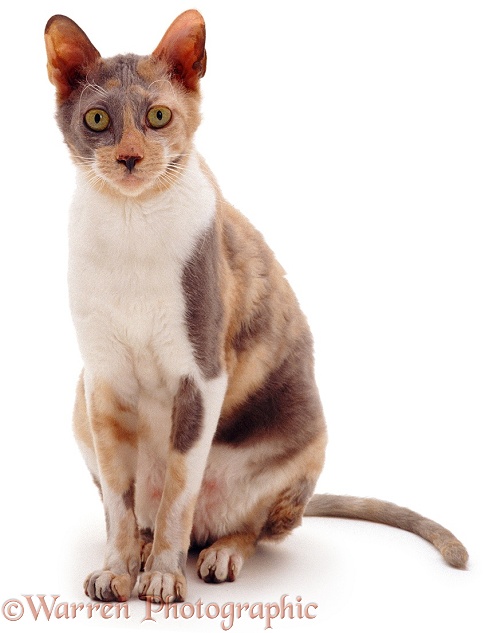 Cornish Rex cat Faberge, sitting, white background