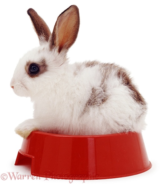 Young blue-spotted rabbit in a red food bowl, white background