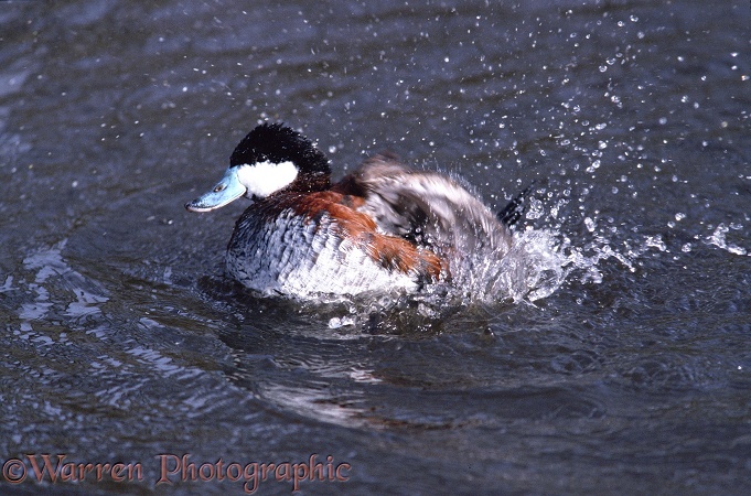 Ruddy Duck (Oxyura jamaicensis) bathing