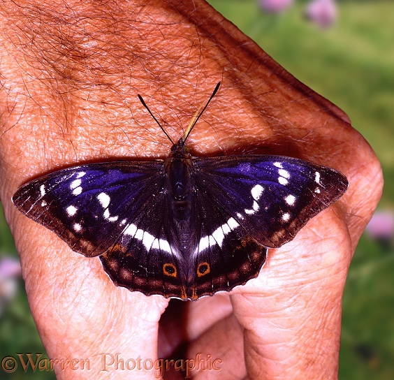 Purple Emperor (Apatura iris) on a hand