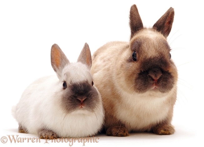 Colourpoint Netherland Dwarf male rabbit Boson, with his young son, white background