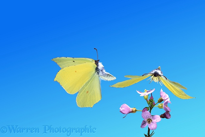 Brimstone (Gonepteryx rhamni) male taking off from Cuckoo Flower as another approaches.  Europe