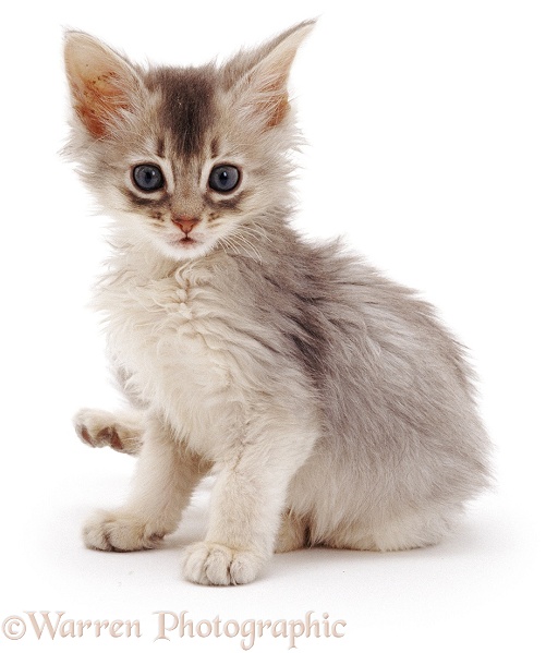 Blue Somali kitten, 7 weeks old, white background