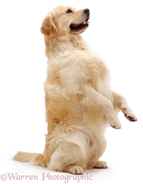Golden Retriever dog Windsor, sitting up, begging, white background