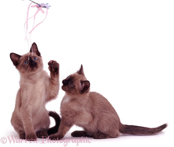 Brown Tonkinese kittens, brother and sister, 8 weeks old, white background