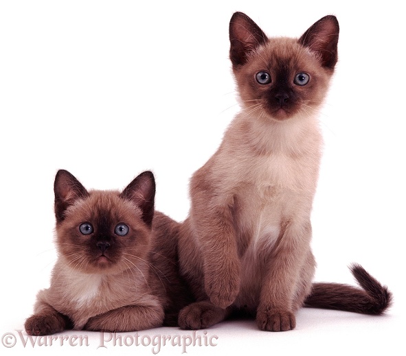 Brown Tonkinese kittens, brother and sister, 8 weeks old, white background