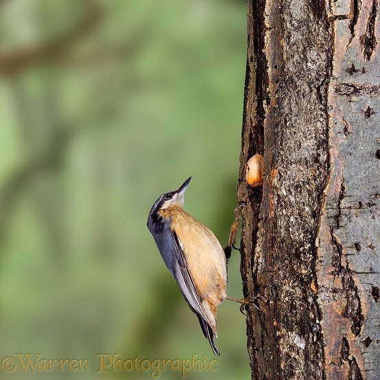 Nuthatch (Sitta europaea) hammering a nut wedged into the trunk of a tree.  Europe