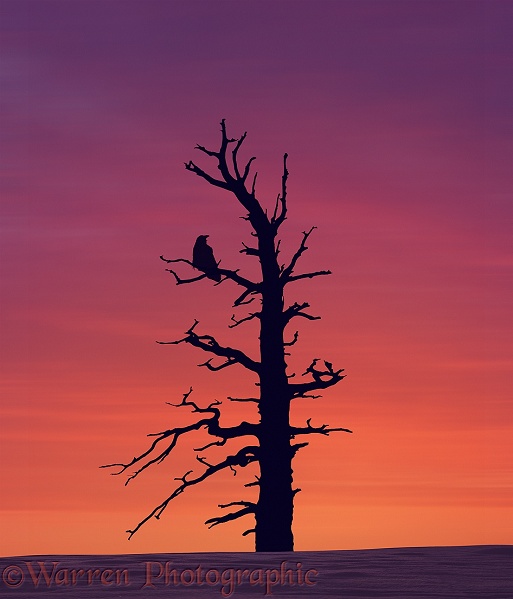 Raven (Corvus corax) in tree at sunset