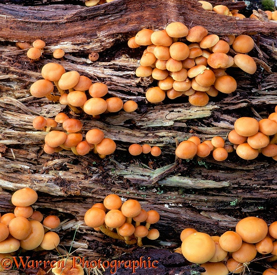 Sulphur Tuft Fungi (Hypholoma fasciculare).  Surrey, England