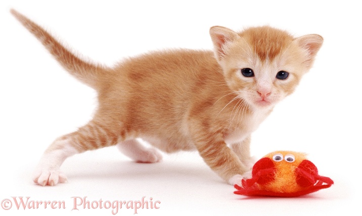 Red kitten with toy, white background