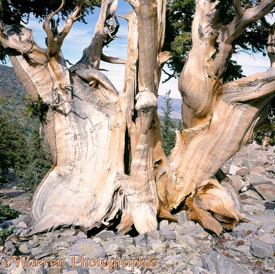 Bristlecone Pine (Pinus aristata).  South-west USA