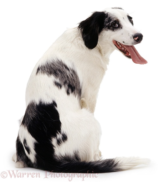 Springer Spaniel x Border Collie dog, Rio, white background