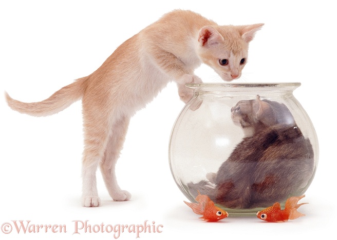 Kittens and goldfish bowl, white background