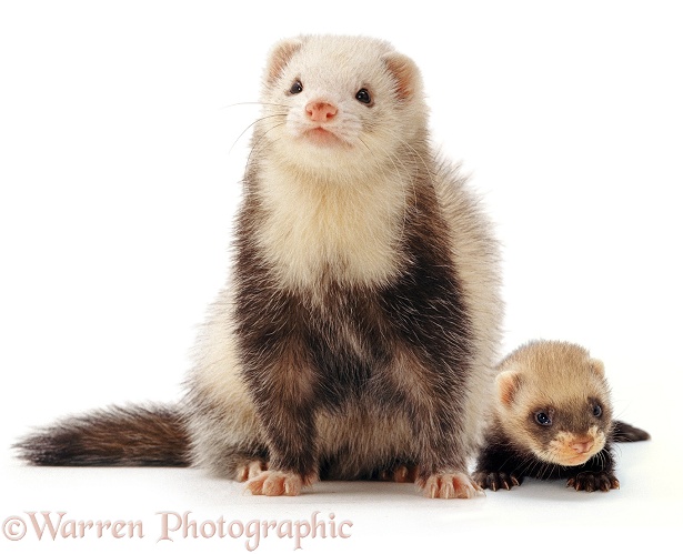 Ferret mother and baby, white background