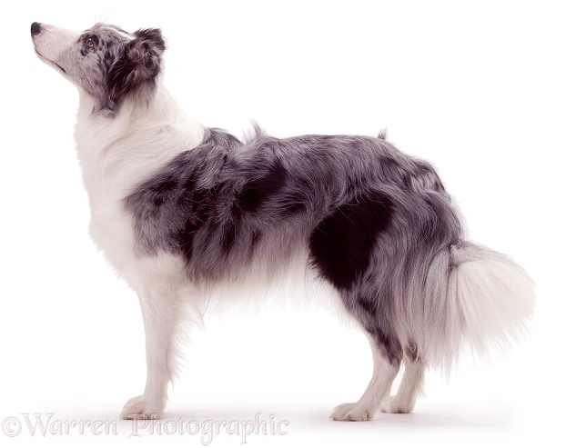 Blue merle Border Collie, Misty, white background