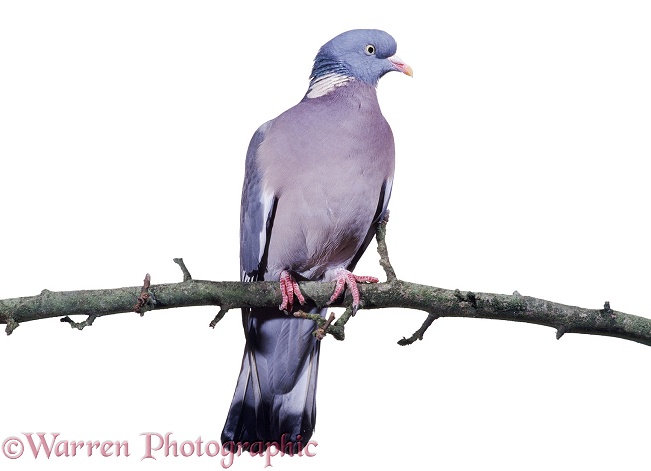 Wood Pigeon (Columba palumbus), white background