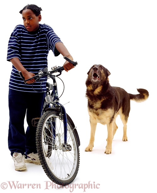 Boy, Laurrie, 11 years old, with adult German Shepherd Dog, Inca, white background