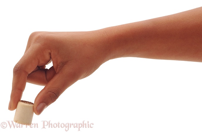 Holding titbit between thumb and finger, white background
