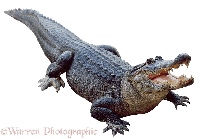 American Alligator (Alligator mississippiensis), white background