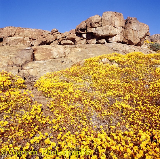Desert in bloom. Osteospermum pinnatum flowers.  South Africa
