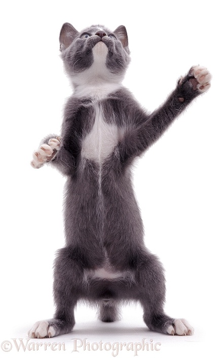 Kitten reaching up, white background
