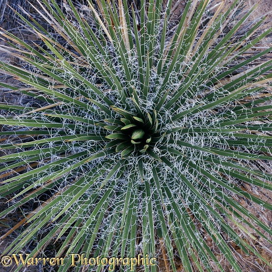 Spiky plant