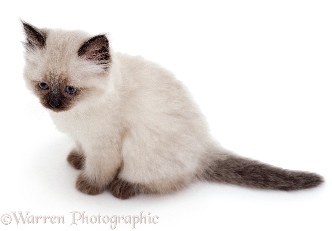 Colourpoint kitten, white background
