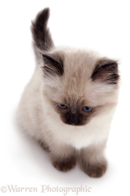 Colourpoint kitten, white background