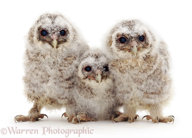 Trio of baby Tawny Owls (Strix aluco), white background