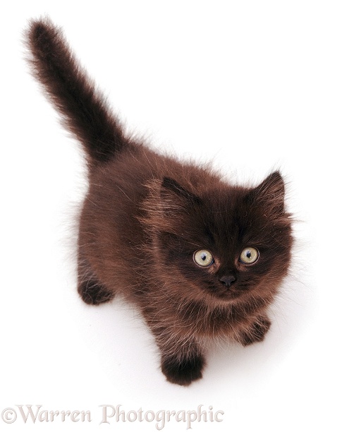 Brown kitten looking up, white background