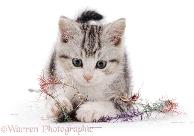Kitten with tinsel, white background