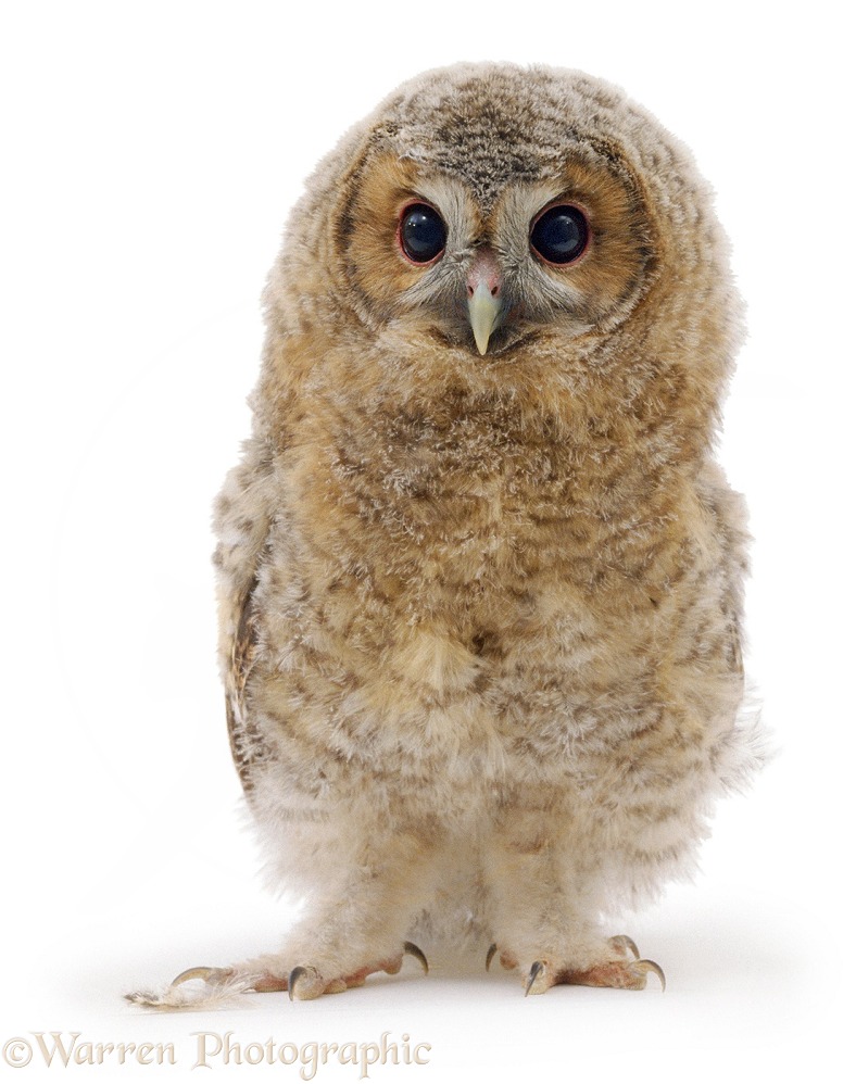 Baby Tawny Owl (Strix aluco), white background
