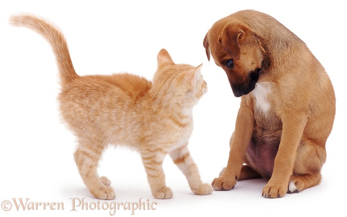 Puppy looking at ginger kitten, white background