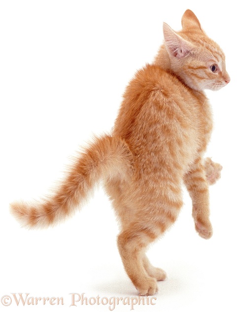 Ginger kitten dancing, white background