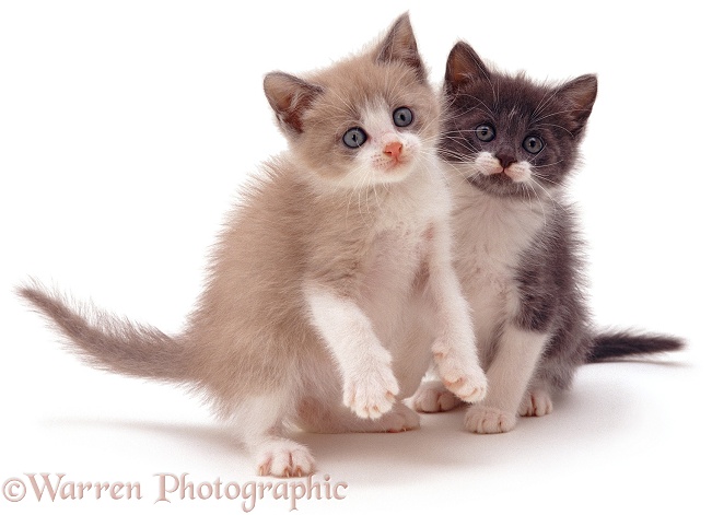 Two Burmese-cross kittens, lilac and blue, white background