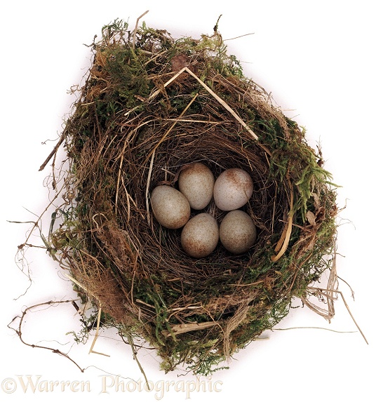 Nest and eggs of a European Robin (Erithacus rubecula), white background