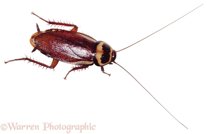 Cockroach, white background