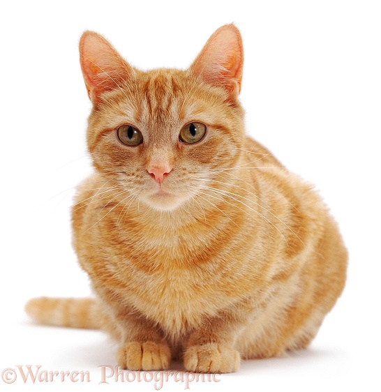 Ginger female cat, Lucky, crouching, white background