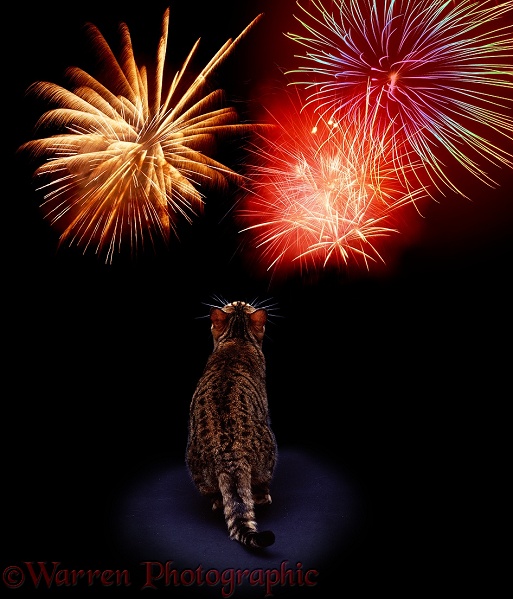 Cat watching fireworks