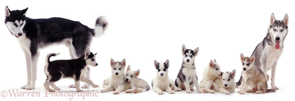 Siberian Husky family, white background
