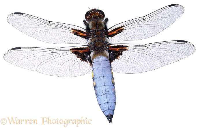 Broad-bodied Chaser Dragonfly (Libellula depressa) male, white background