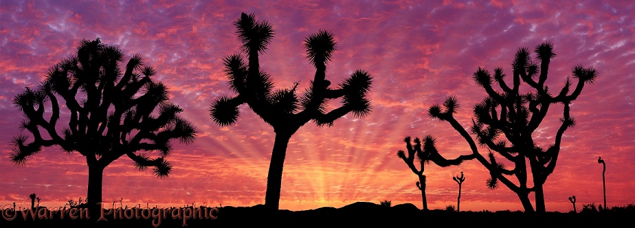 Joshua Trees (Yucca brevifolia) at sunrise.  California, USA