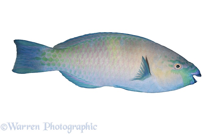 Hawaiian Parrotfish (Scarus perspicillatus), white background