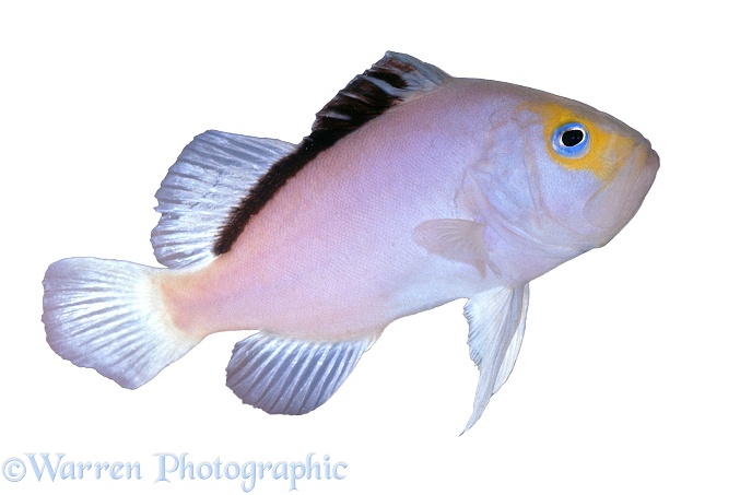 Lilac Snapper (Diploprion species), white background