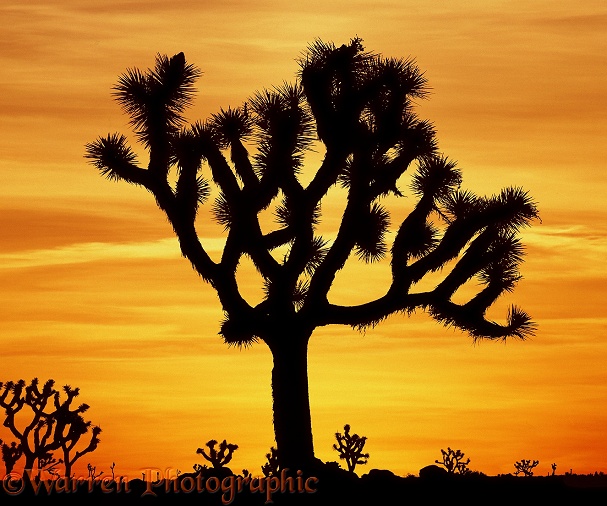 Joshua Tree (Yucca brevifolia) at sunrise.  California, USA
