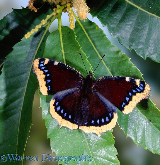 Camberwell Beauty Butterfly (Nymphalis antiopa)