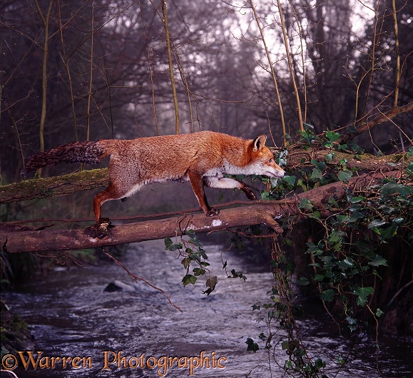 Red Fox (Vulpes vulpes) using a fallen elm to cross a stream at dawn