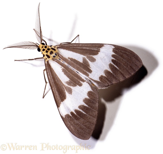 Moth.  Borneo, white background