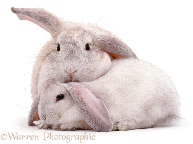 Rabbit mother and youngster, white background